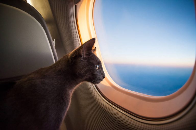 Transporte de mascotas por avión