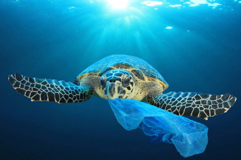 Limita el consumo de plásticos en tu día a día
