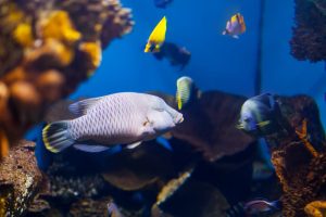 Acuario de peces